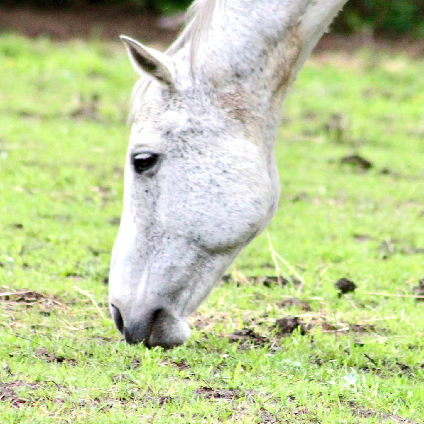Horse heads
