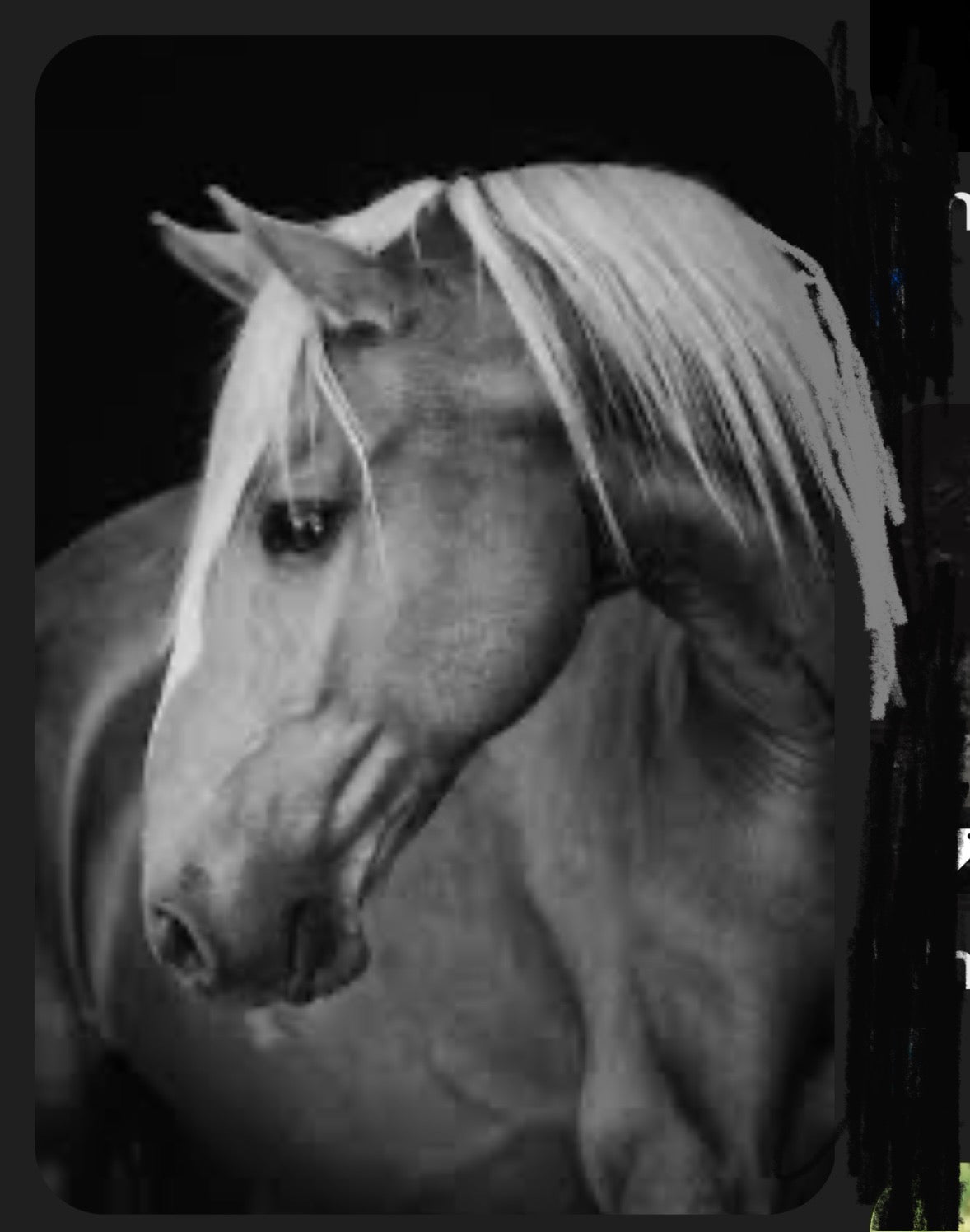 Horse heads