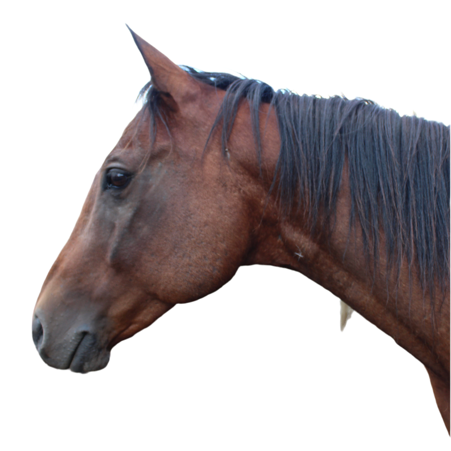 Horse heads