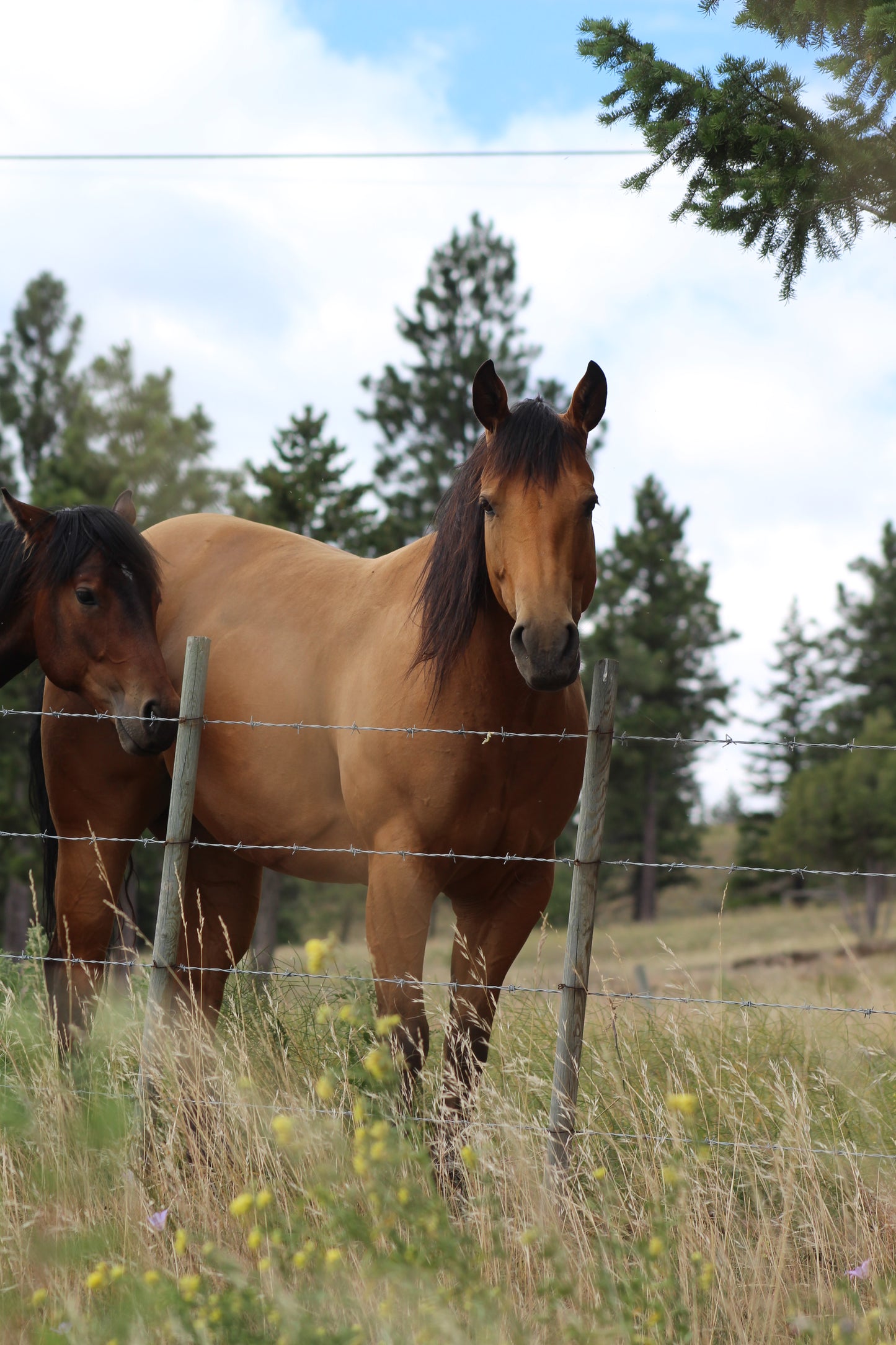 Horse heads