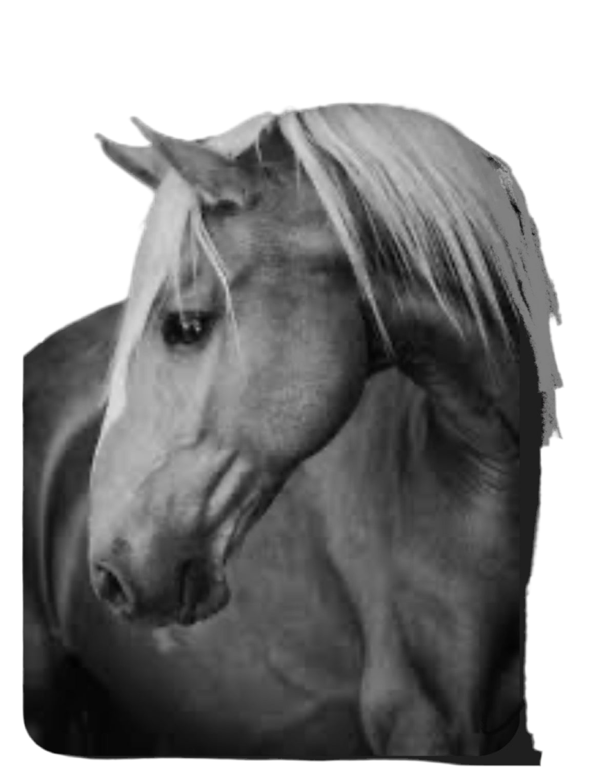 Horse heads