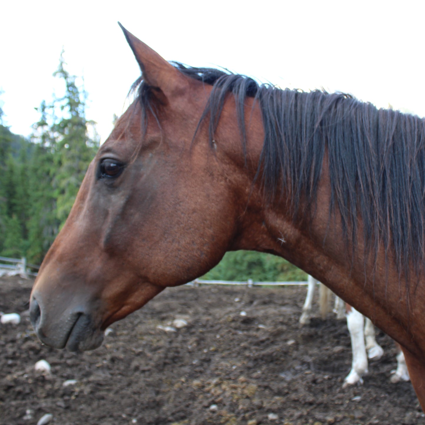 Horse heads